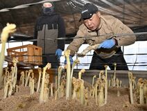 那須塩原で山ウド収穫が最盛期