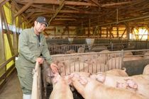 ＜125＞人気のブランド豚肉「とちぎゆめポーク」　細やかな飼育環境で育つ　生産流通履歴で「安心・安全」