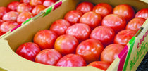 甘く・大きく育ったトマトが人気JA足利 新鮮野菜直売所「あんあん弥生」