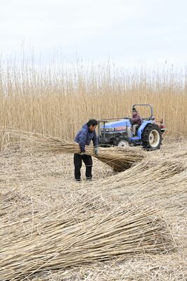 渡良瀬遊水地で行われたヨシの刈り取り作業