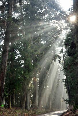 栃木県が主体となって後継木を補植する方針の日光杉並木