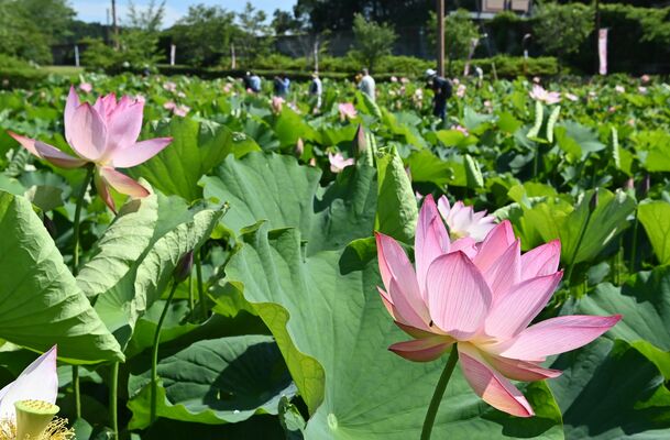 美しい大輪の花を咲かせるハス＝17日午前８時５分、栃木市都賀町臼久保