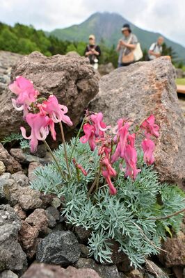 日光白根山の山頂を望むロックガーデンでかれんに咲くコマクサ＝10日午前11時５分、群馬県片品村