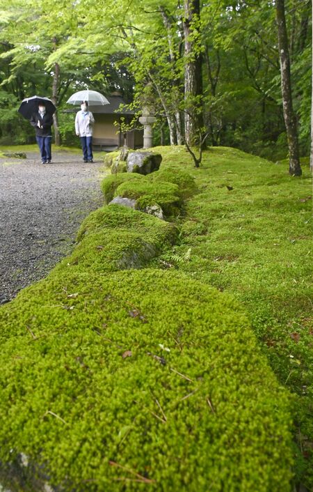 園内の散策路脇の岩や地面を覆うコケ