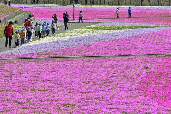 一面を鮮やかに彩るシバザクラ＝16日午前10時20分、市貝町見上
