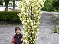 開花に30年以上...日光に珍しいキミガヨラン 「初めて見た」