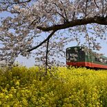 栃木県内桜便り2025・番外編