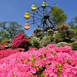 園内染めるカラフルな春　鹿沼・千手山公園でツツジ見頃【動画】