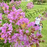 緑の丘にピンクの彩り　サルスベリが満開　壬生・わんぱく公園