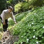 満開の白、そよ風にゆれて　那須烏山の碓氷さん方でニリンソウ見頃