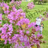 緑の丘にピンクの彩り　サルスベリが満開　壬生・わんぱく公園
