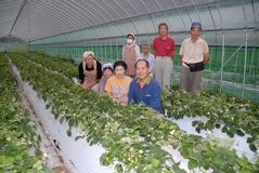 ＜県内の取り組み＞夏秋イチゴ　「とちひとみ」　安定出荷図り地域振興も