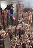 ハナモモ出荷ピーク　那珂川