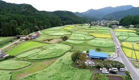 秋ソバの花が満開　日光