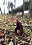 ザゼンソウ開花　大田原