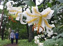 那須街道でヤマユリ見頃