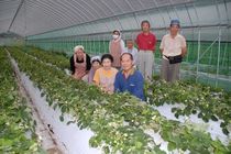 ＜県内の取り組み＞夏秋イチゴ　「とちひとみ」　安定出荷図り地域振興も