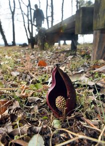 ザゼンソウ開花　大田原