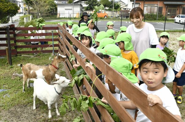 ヤギに餌を与える園児たち