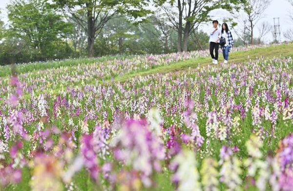 園内の花畑を色鮮やかに彩るリナリア＝６日午前９時55分、那須町豊原丙、広瀬華撮影