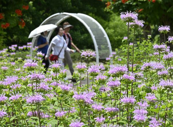 園内を彩るベルガモットの花=23日午前11時25分、佐野市黒袴町