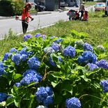 アジサイの道守りたい　宇都宮で県林業大学生、実践兼ね草刈り作業　地域の…