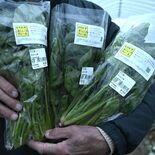 子ども食堂支援の農園、直売所で野菜販売スタート　宇都宮大職員ら運営の「…