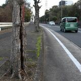 街路樹腐食倒れないか心配　定期的に点検、危険なら伐採　事故多発で対策求める声も