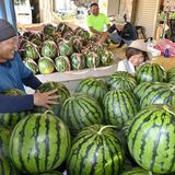 シャリっと食感、心射止める夏の味　大田原の「与一西瓜」収穫シーズン