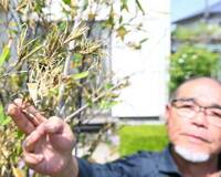 神秘のクロチク開花