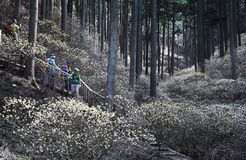 幻想のミツマタ見頃　茂木
