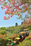 千手山公園のツツジ