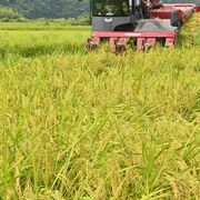 おこめ券、５市町が「配布しない」　栃木県内　米どころで機運乏しく、他の市町も消極的