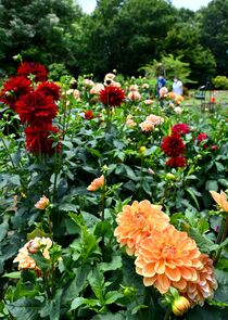 壬生でダリアが見頃