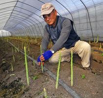 ＜57＞「元気野菜」グリーンアスパラガス　みずみずしい春の息吹