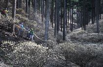 幻想のミツマタ見頃　茂木