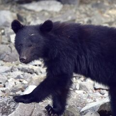 栃木県内のクマ出没場所検索 日光、那須など市町別の2025年目撃情報は?