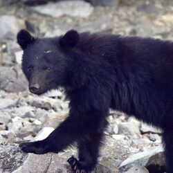 栃木県内のクマ出没場所検索 日光、那須など市町別の2025年目撃情報は?