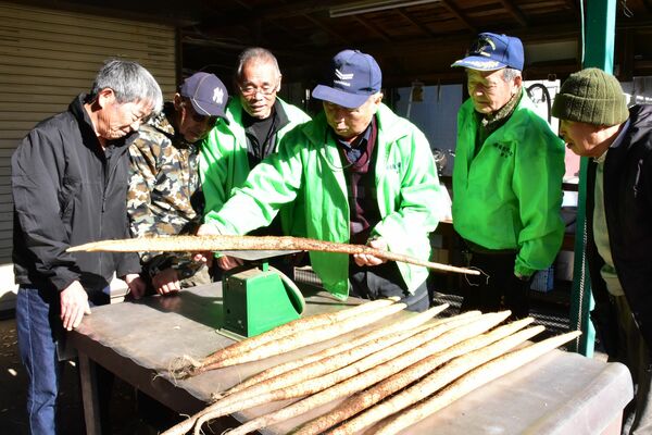 自然薯の目方を量る会員たち