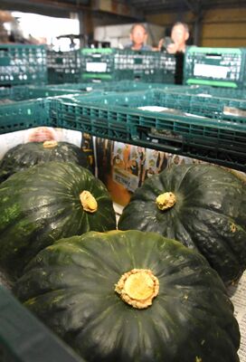 出荷前の大平かぼちゃ。強い甘みが特徴という