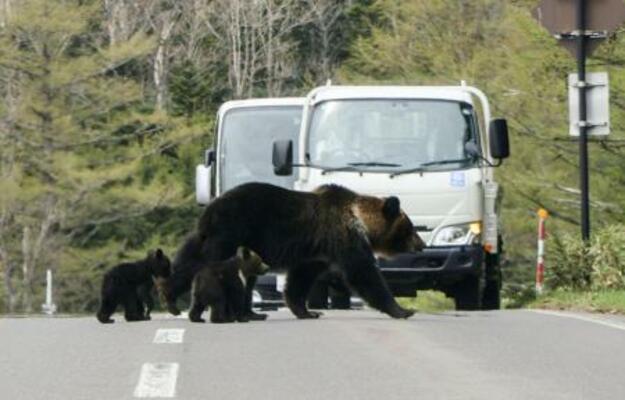 知床国立公園内の道路を歩くヒグマの親子=2025年5月、北海道斜里町