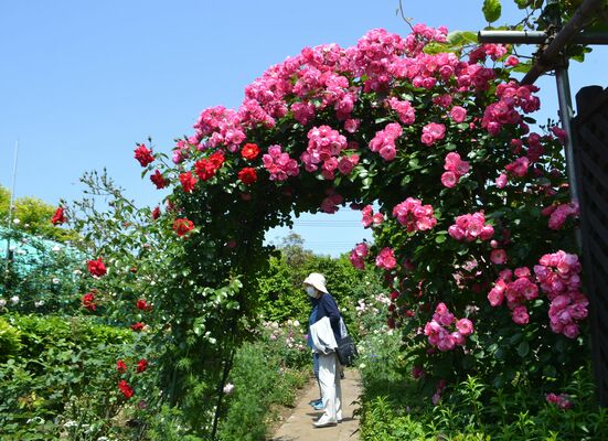 色とりどりのバラが楽しめる園内