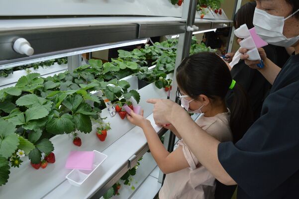 室内栽培のイチゴを摘み取る参加者