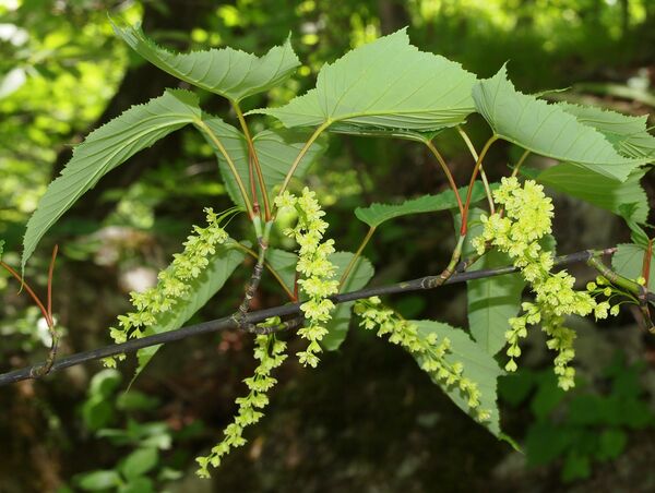 県内に13本しか確認されず、絶滅が心配されるホソエカエデ