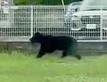 宇都宮の捕獲クマ、目撃個体と同一と推測　市は捕まえる難しさ吐露