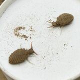 幼き日のアリジゴク熱　獲物の捕らえ方 衝撃的