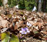 みかも山公園で雪割草咲く　栃木