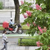 新緑に映える赤や白　宇都宮でトチノキの花見頃　県都に彩り