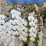 早くも春満開　宇都宮で「とちぎ蘭展」開幕、10000鉢超を展示販売　期間中は栽培教室や切り花プレゼントも
