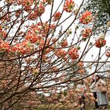 ベニバナミツマタ間もなく見頃　鹿沼の庭園を甘い香りに　７日に催しも